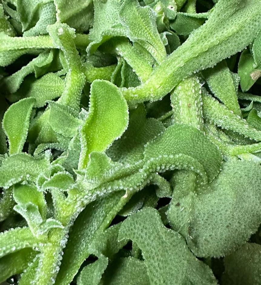 Ficoide/Ice Plant