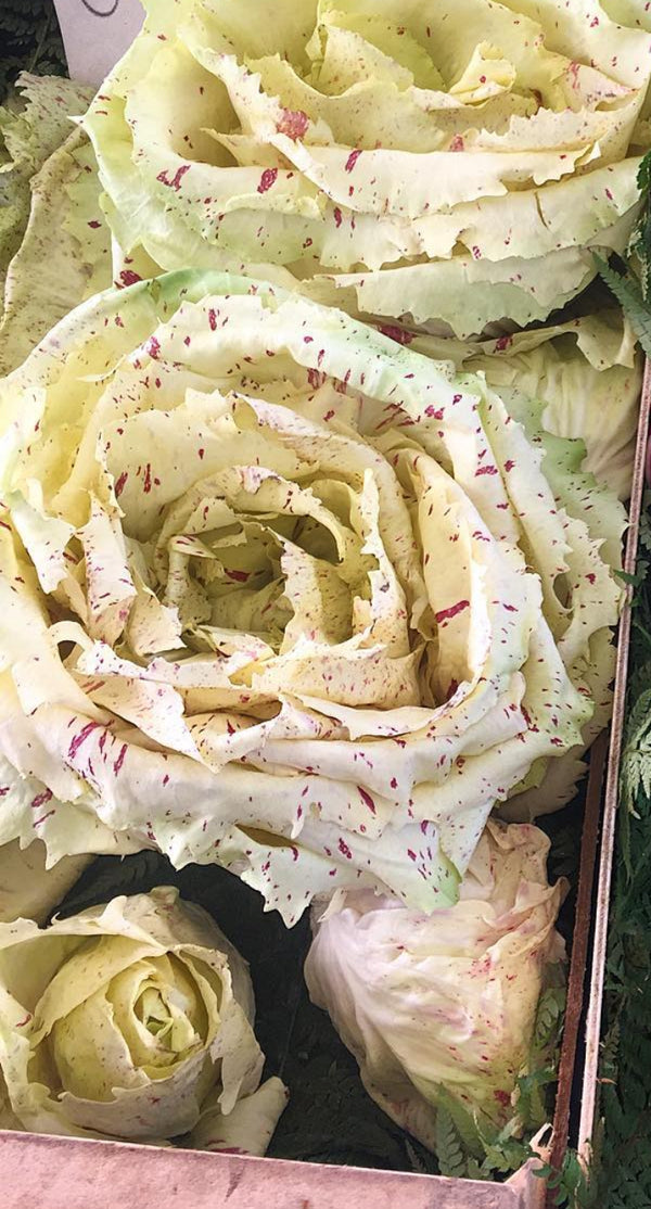 Radicchio - Castelfranco