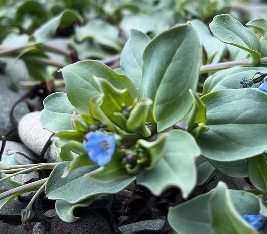 Flowers - Oyster