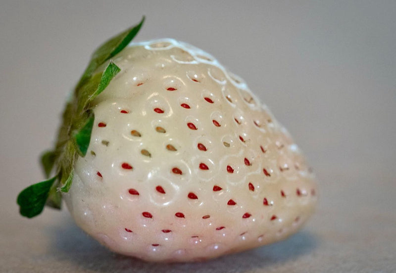 Strawberry White