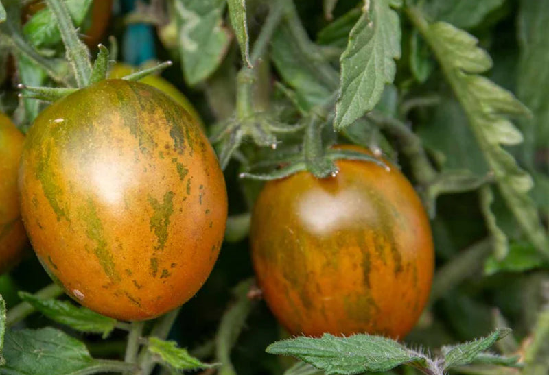 Tomatoes - Tiger Cherry On Vine