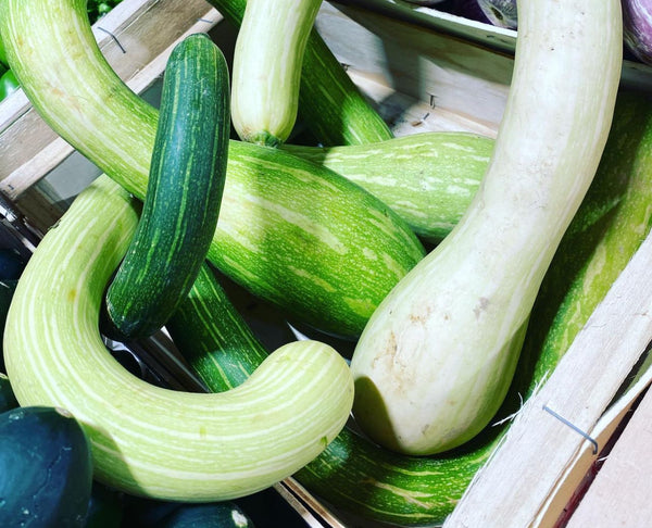 Courgette - Trombetta