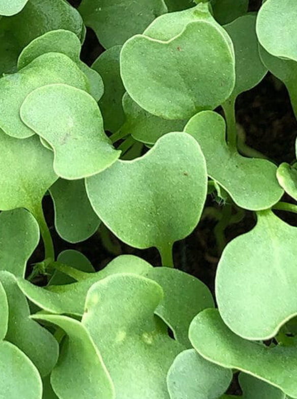 Micro Broccoli