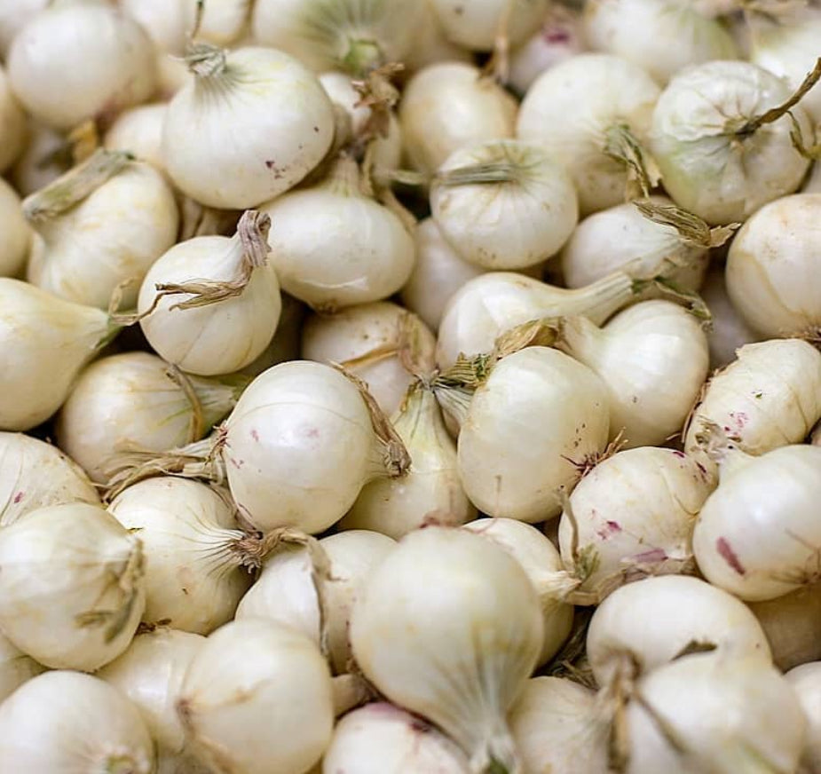 Onions grelot silverskin