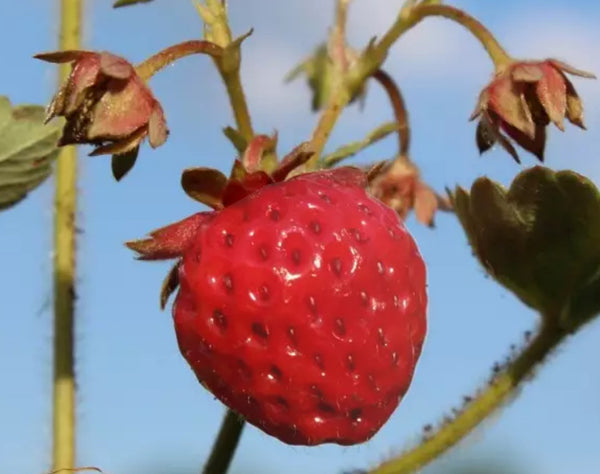 Strawberry Strasberry