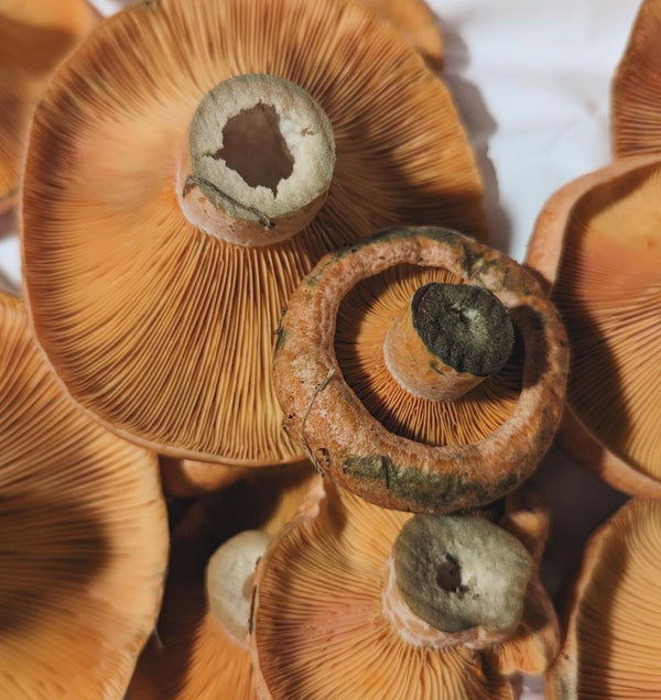 Mushrooms Wild - Pine