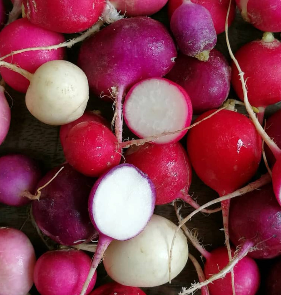 Radish - Heirloom – Farmford & Co