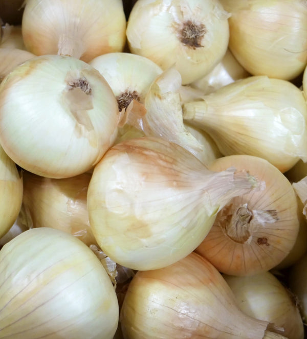 Onions - Cevenne