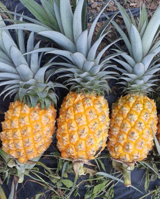 Pineapple Queen Victoria†