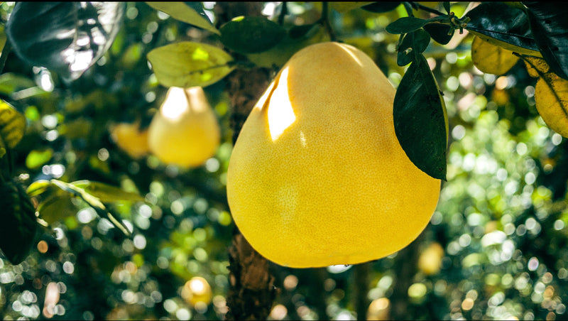 Pomelos