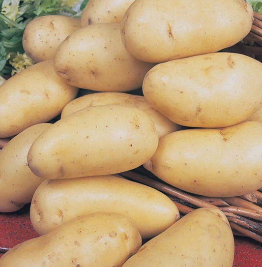Potatoes - Nicola
