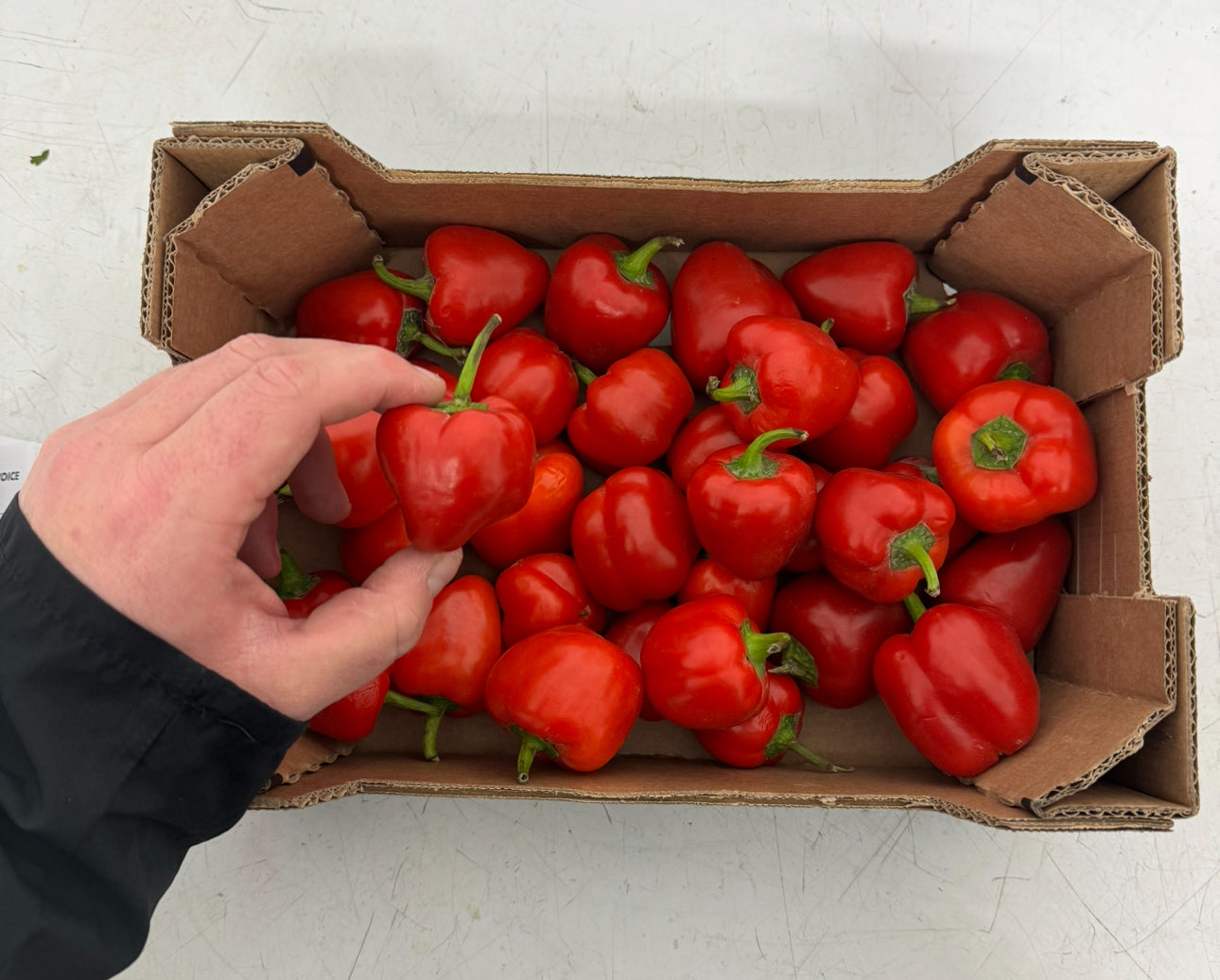 Peppers - Baby Red
