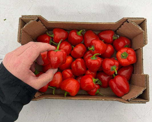 Peppers - Baby Red