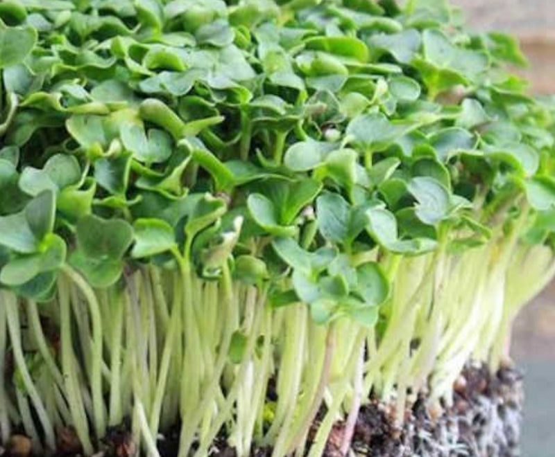 Micro Green Radish