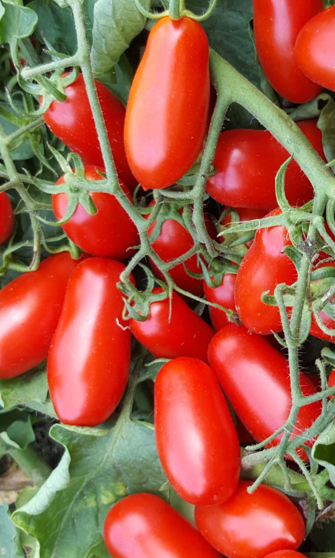Tomatoes - Mini Marzano