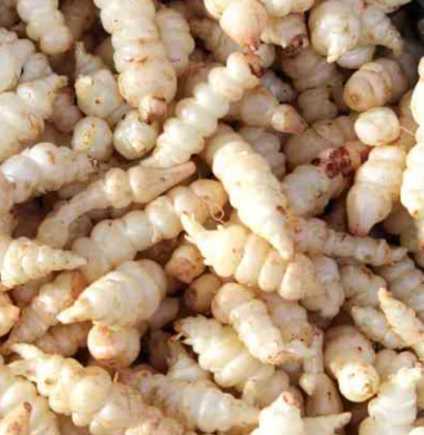 Crosnes