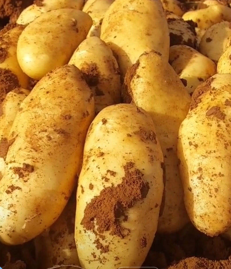 Potatoes - Spunta