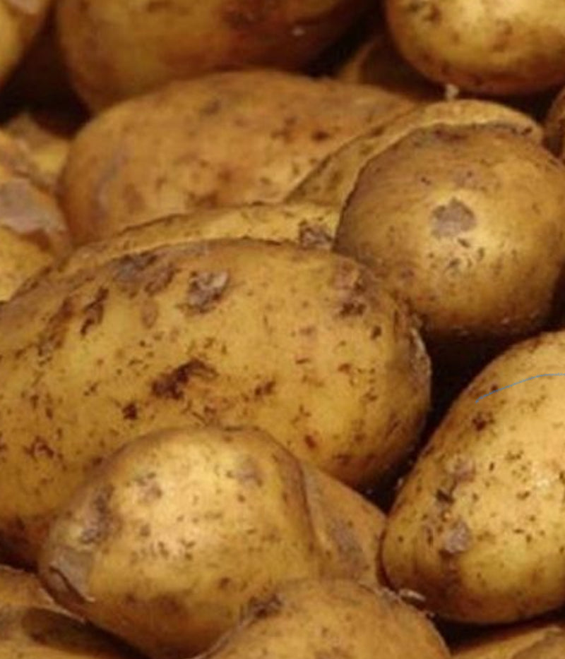 Potatoes - Cyprus