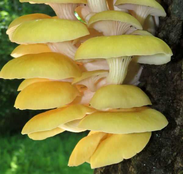 Mushrooms - Oyster Yellow