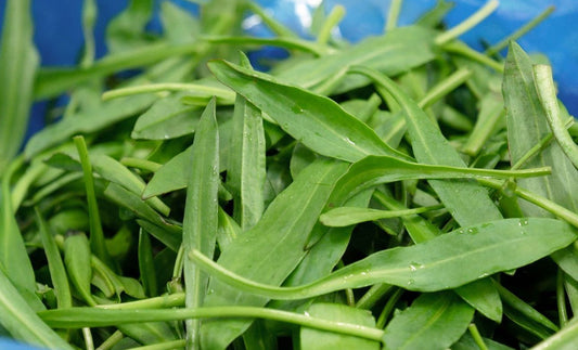 Sea Aster