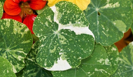 Micro Nasturtium - Alaska