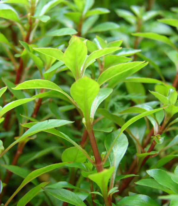 Pourpier Winter purslane