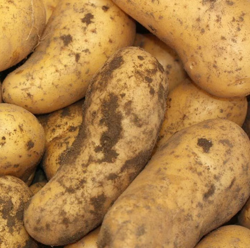 Potatoes - Belle De Fontenay