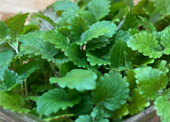 Lemon Balm