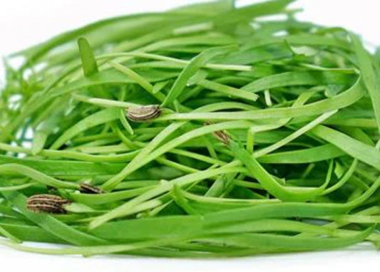 Micro Fennel