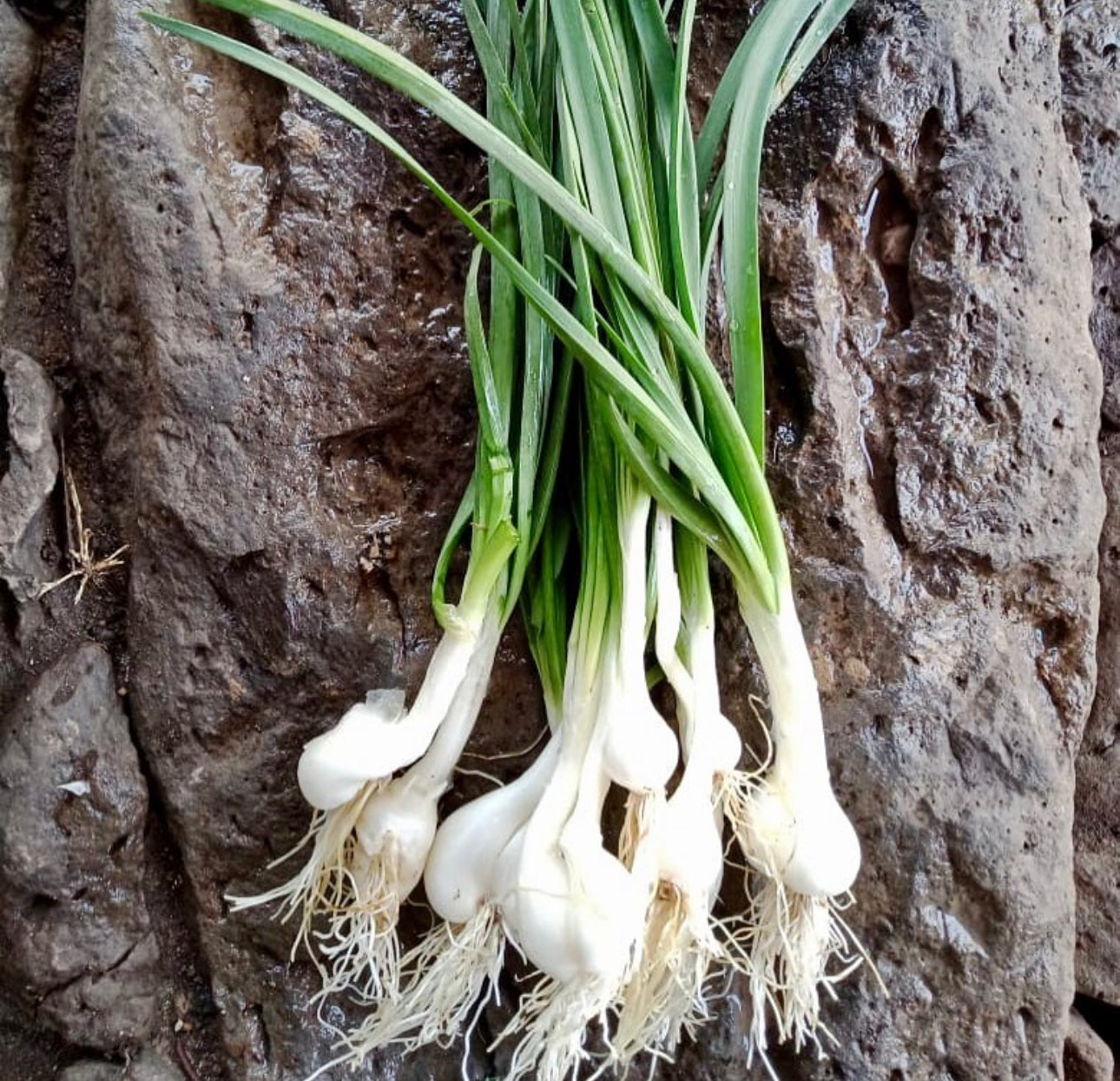 Onions Bunched Grelot White