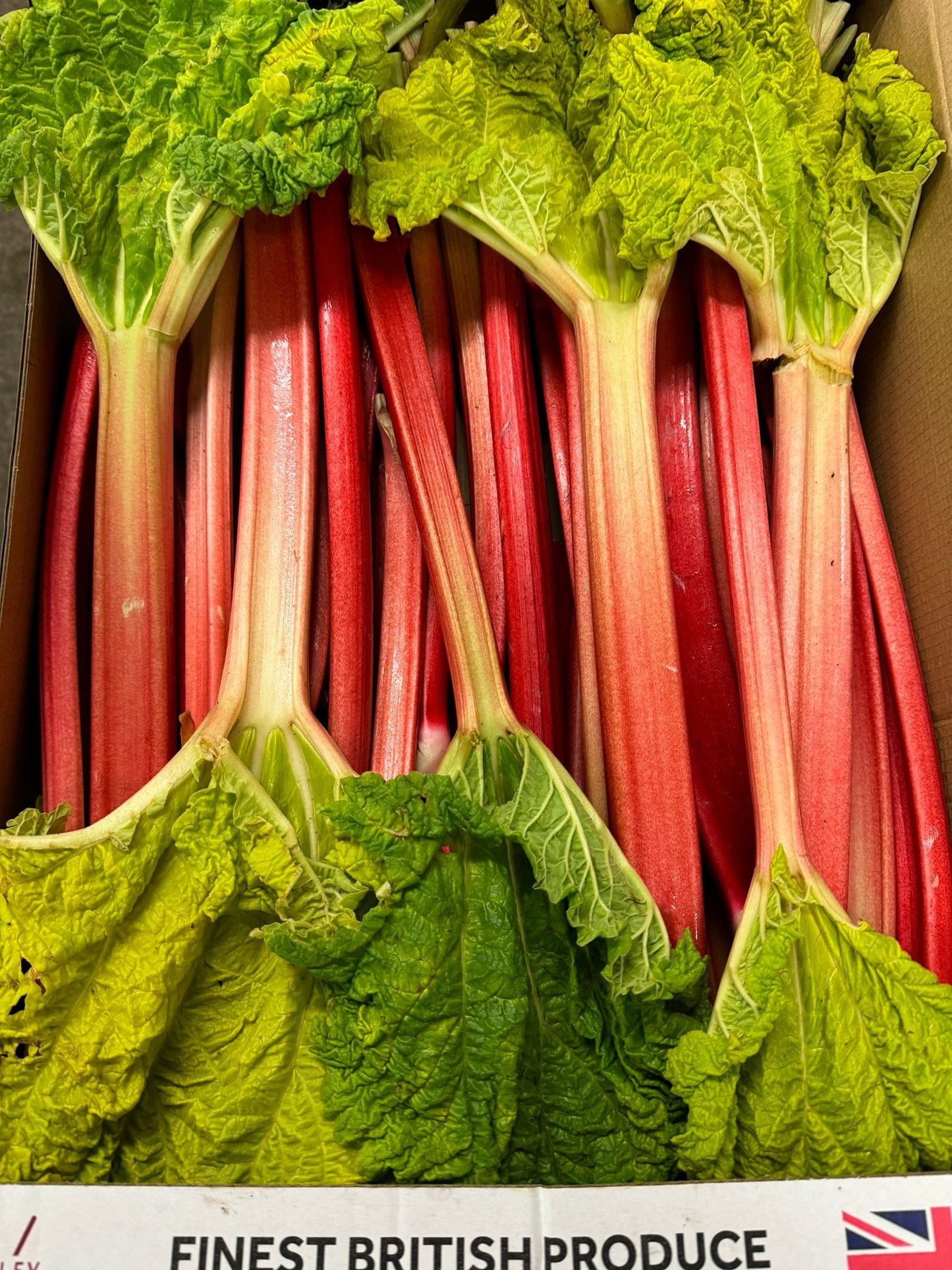 Forced Rhubarb