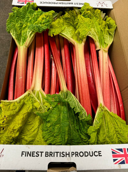 Forced Rhubarb