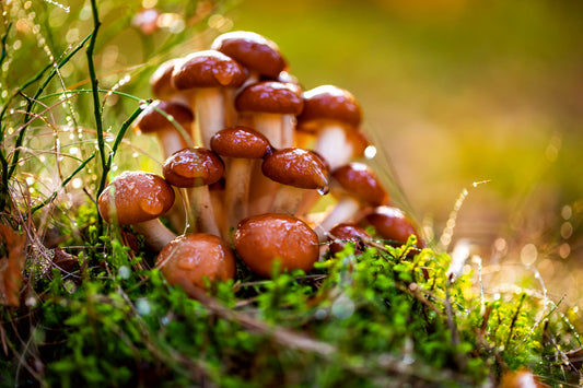 Pioppini Mushroom