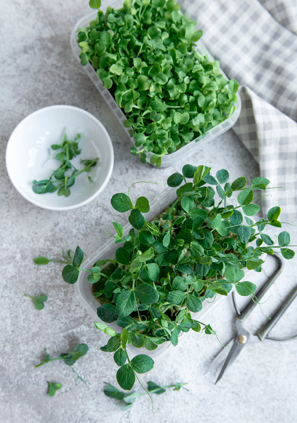 Micro Salad Burnet