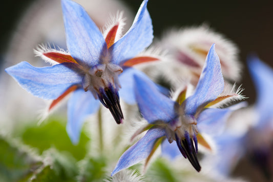Flowers Edible - Borage