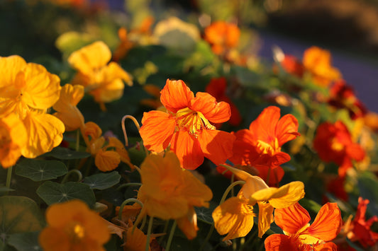 Flowers Edible - Nasturtium Flowers