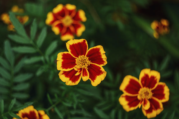 Edible Flowers - Tagetes