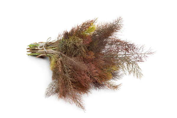 Micro Bronze Fennel Fronds