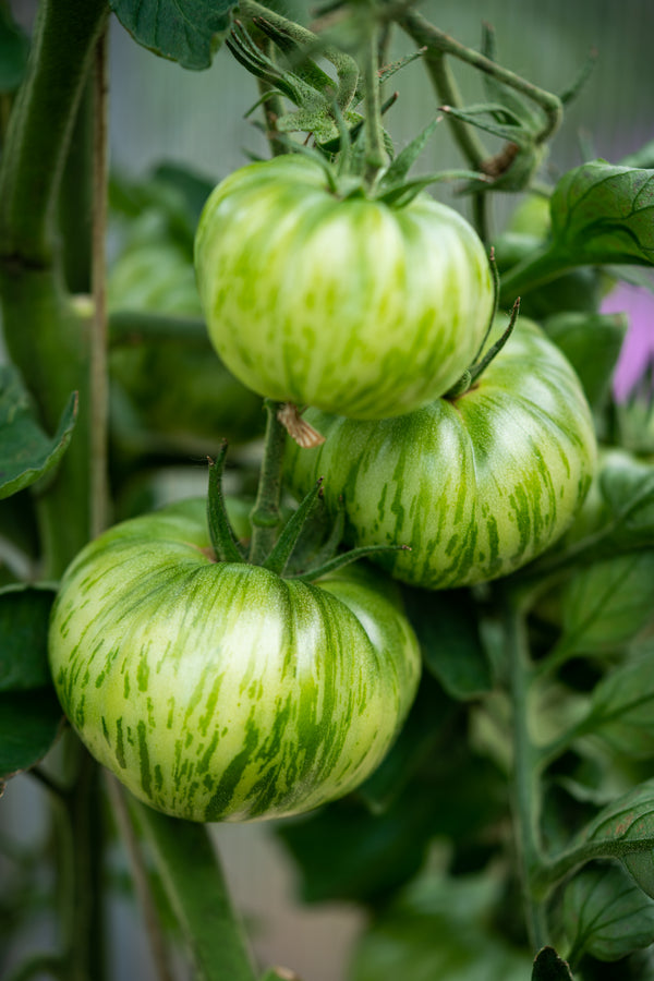 Tomatoes - Green Zebra