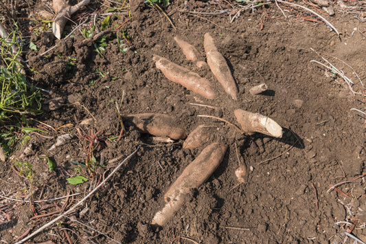 Heliantis - Root