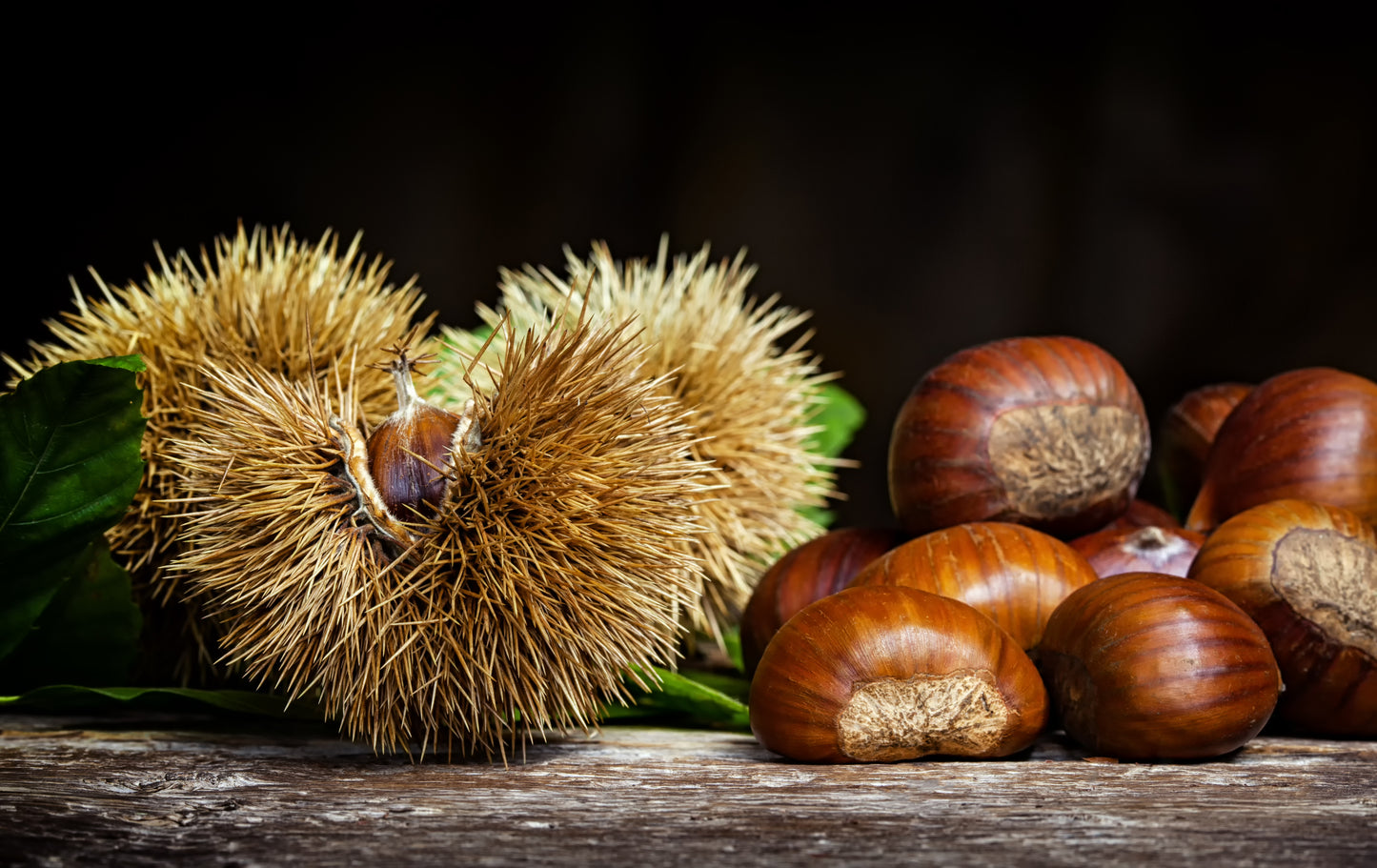 Frozen - Chestnut