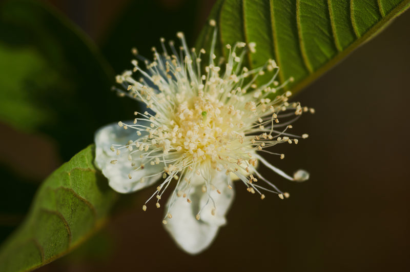 Lemon Myrtle