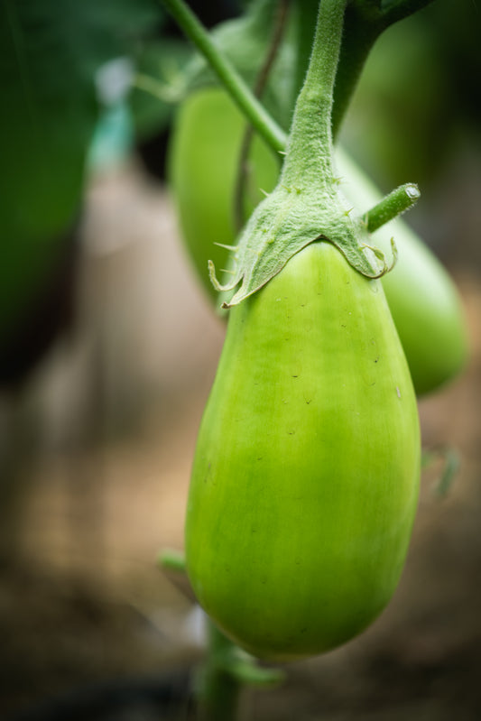 Green Aubergine