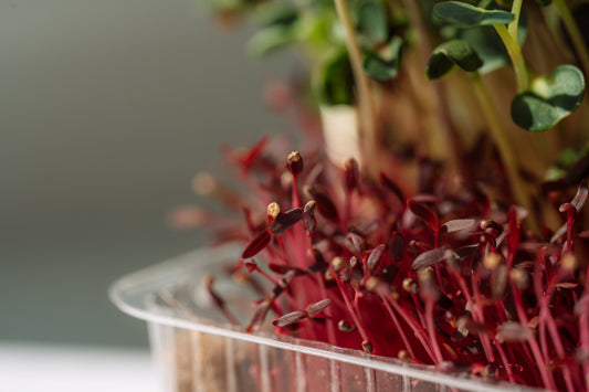 Micro Amaranth - Red