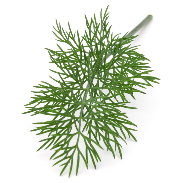 Micro Dill