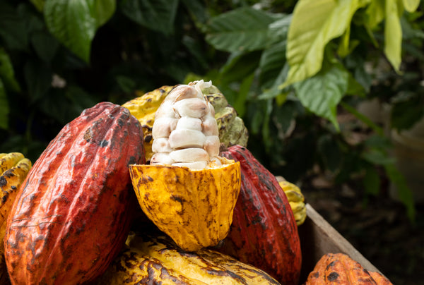 Cacao