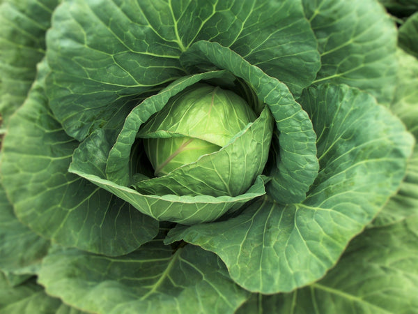 Cabbage - Green Hispi