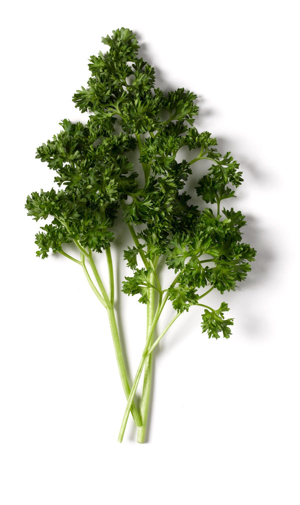 Parsley - Curly