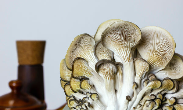 Mushrooms - Oyster Grey