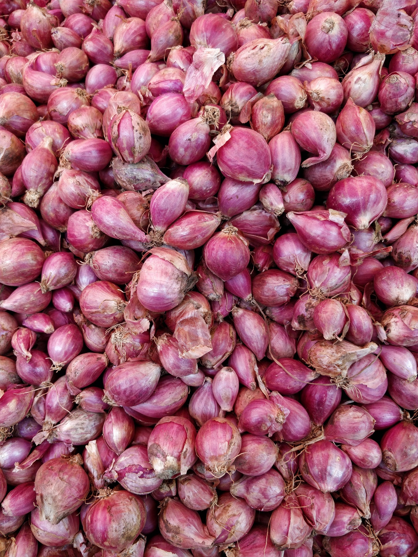 Shallots - Round